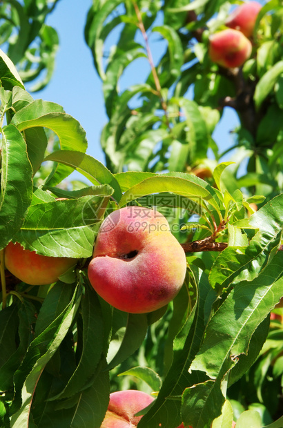 桃子和果实农业水收成图片