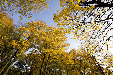 生物学秋天风景树高黄叶阳光照耀公园秋天改变自然的风景和高树颜色卡片图片