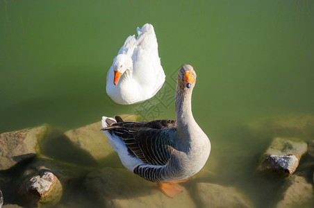 一对野鹅夫妇在绿池塘一对鹅夫妇在绿池塘舍纳塔根野生动物鸡图片