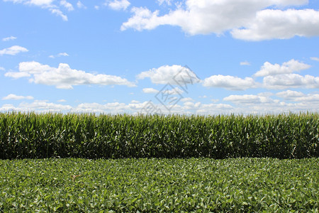 玉米田上美丽的天空绿色牧场射线图片