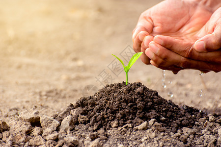 春天剩下年轻的农夫手正在浇灌干旱的土壤里种下幼苗生态概念明亮的图片
