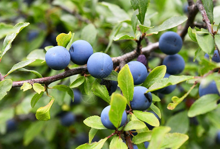 景观李属树木刺与蓝色水果图片