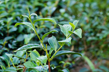 新鲜绿茶芽和叶子结衣茶种植园田自然背景草本植物春天图片