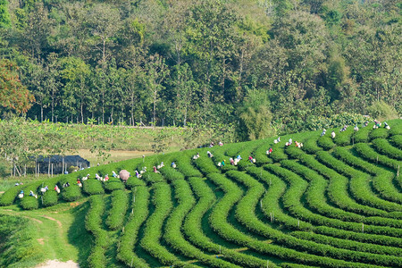 茶叶种植园图片