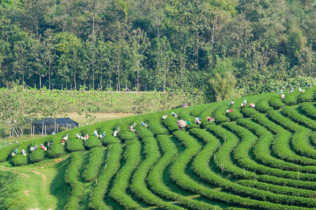 茶叶种植园图片