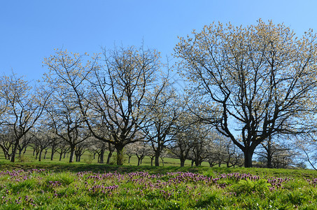 樱桃树天气春苹果图片
