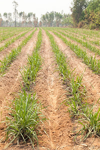 新鲜的植物绿色种甘蔗的当地农民种植甘蔗生产农作的工业厂进入磨粉图片