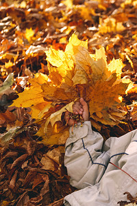 玩幸福金的在阳光明媚一天秋树叶布在孩子手中背景图片