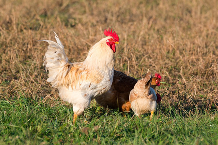 步行农业村草地中青黄鸡和棕色的白公图片