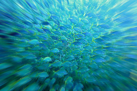 水下鱼类爆炸族馆浅滩背景图片