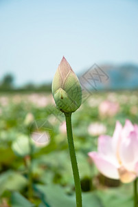 湿的和平大自然中粉色莲花茎图片