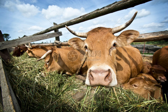 草地农村饲养牲畜的牛群食草稻种绳索场地图片