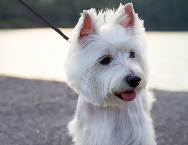 西高地梗犬背景_西高地梗犬摄影图片_西高地梗犬壁纸_摄图网