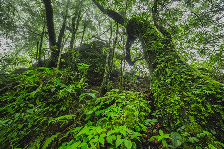 雨林苔藓薄雾郁葱图片