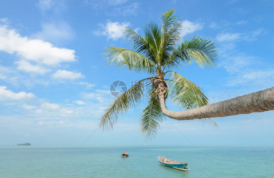 苏拉特蓝色的木制泰国热带海滨椰子棕榈树和长尾船图片
