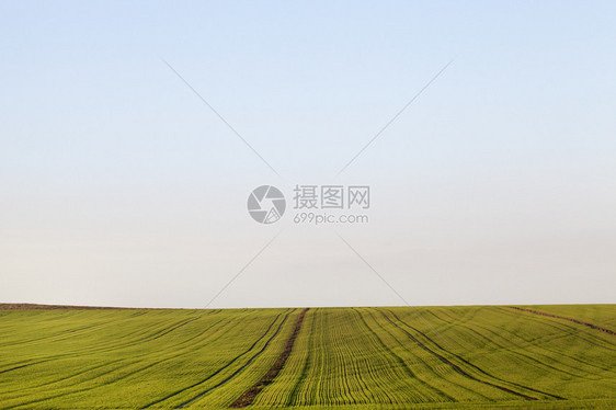 秋天环境长行种植作物的天空和田地景观植物春季田间生长的植物户外图片