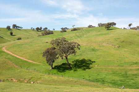 森尼克路绿色澳大利亚南新威尔士州澳大利亚新威尔士的农村田图片