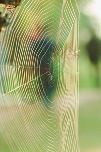 草地秋天蜘蛛网在清晨反射阳光滴图片