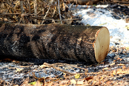 户外环境全球变暖森林砍伐群包括新的树桩和燃烧图片