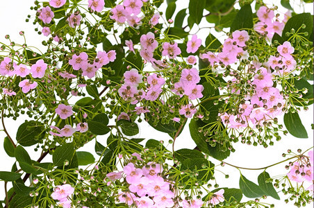 春天盛开空带有花背景和树枝的分支图片