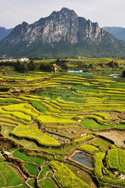 春天在山脚边露出盛开的种子田地风景颜色绽放场图片