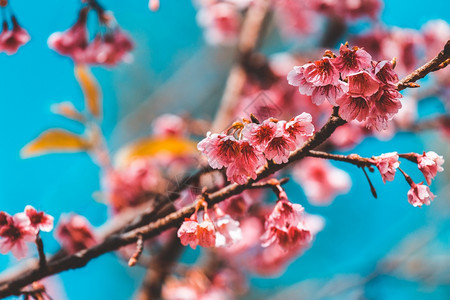 叶子明亮的日本人樱花和壁纸图片