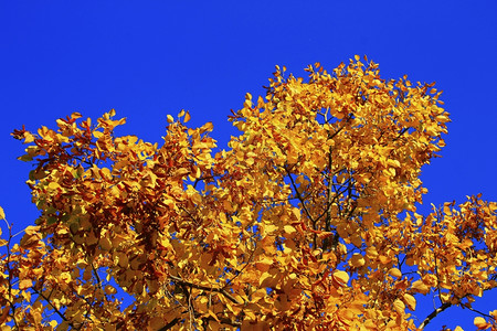 树叶阳光黄秋在树枝上与蓝天对立黄色的高清图片