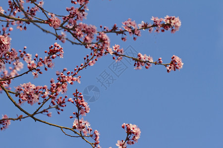 从一棵树上贴近粉红桃花子蕊园图片