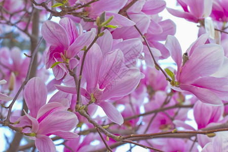 一种粉色的新鲜从一棵树上贴近粉红桃花图片