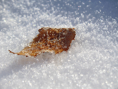 冰冷的橡树叶落下雪棕色的植物学水图片