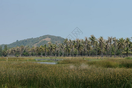 亚洲农村地区椰子棕榈树种植园的风景排天反射图片