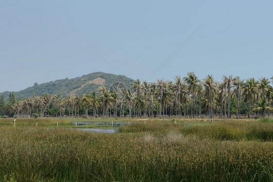 亚洲农村地区椰子棕榈树种植园的风景排天反射图片