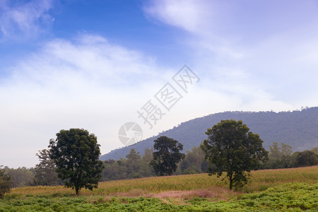 高山地底深处的峰一片多云的天空自然分支高的图片