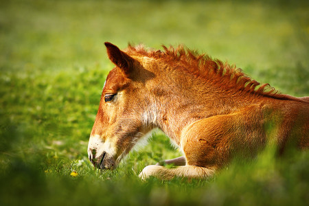 可爱的牧场年轻棕色小马家庭动物站在绿草地上纯种图片