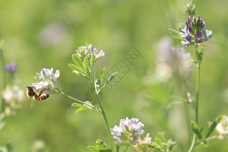 花瓣蜜蜂在自然背景下为苜蓿花授粉的特写镜头蜜蜂在自然背景下为苜蓿花授粉蜜糖场地图片
