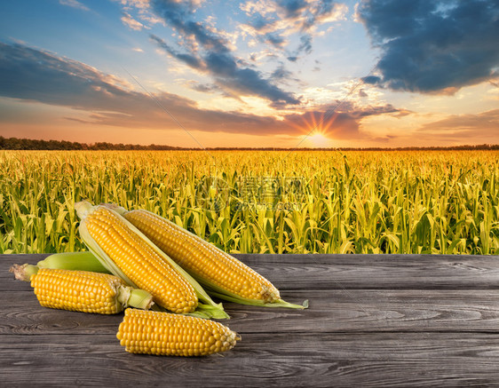 黄色的木制谷物桌上玉米背景是绿色的田地日落时绿色田地农业概念木桌上的玉米背景是绿色的田地图片