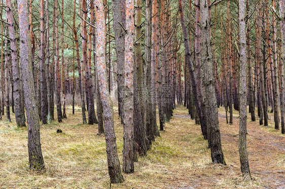 天老松林直排的树老林俄罗斯直的图片