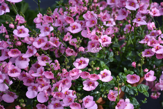 在花盆中生长的美丽粉红色夏花天春图片