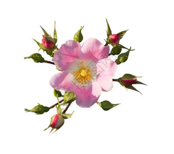 粉色的美丽有机粉红罗莎波索萨或狗的玫瑰特首孤立在白色上图片
