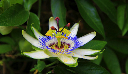 热带花园情朵在露天的摩西福罗拉番莲蓝色的家图片