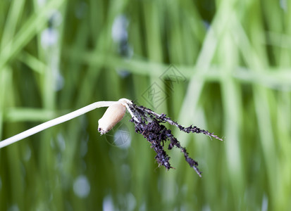 截面从土壤中撕破1小麦种泥土里有谷物机小麦芽的封闭形花园发芽图片