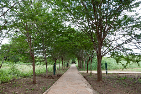 公园肯尼亚有很多绿色植物的树木之间通道有很多绿色植物的树木之间通道旅行天图片