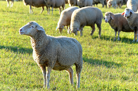 季节羊肉群中的有机图片