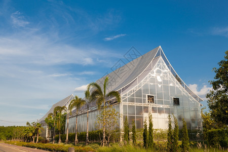 栽培热带农业地区的种植天空和气是新鲜的天和空都是新鲜的场地草图片