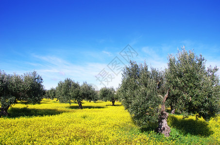 黄花田中的橄榄树葡萄牙绽放景观图片