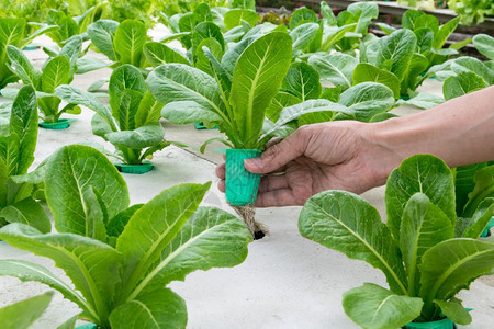 花园中手头上的有机水栽培蔬菜市场软管有机的图片