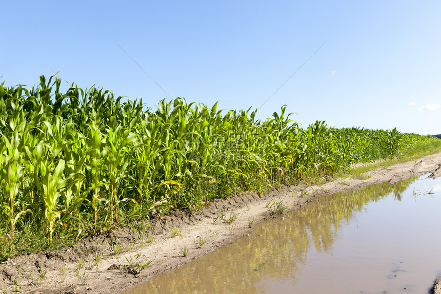玉米田绿色高在雨水泛滥道路边缘附近生长照片是蓝天背景下的夏季照片以蓝色天空为背景小路面粉地球图片