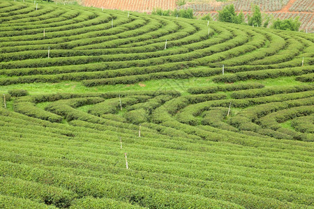 一望无际的茶园图片