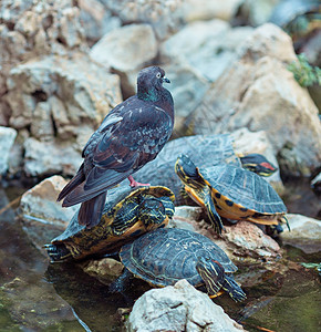灰大鸽坐在红耳滑板乌龟上池塘沼泽野生动物图片