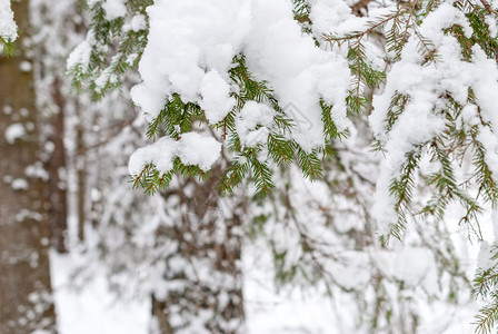 季节户外积雪下的斯普鲁树枝森林图片